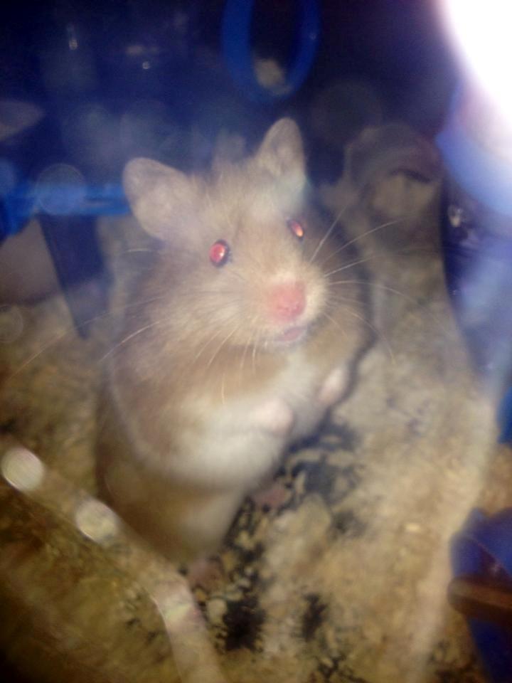 Hamster Mrs. Meatball billede 3