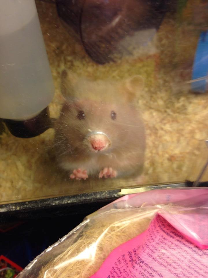 Hamster Mrs. Meatball billede 4