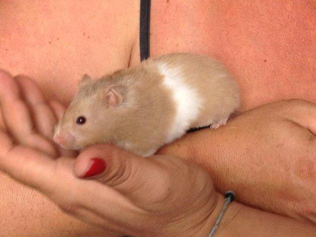 Hamster Mrs. Meatball billede 5