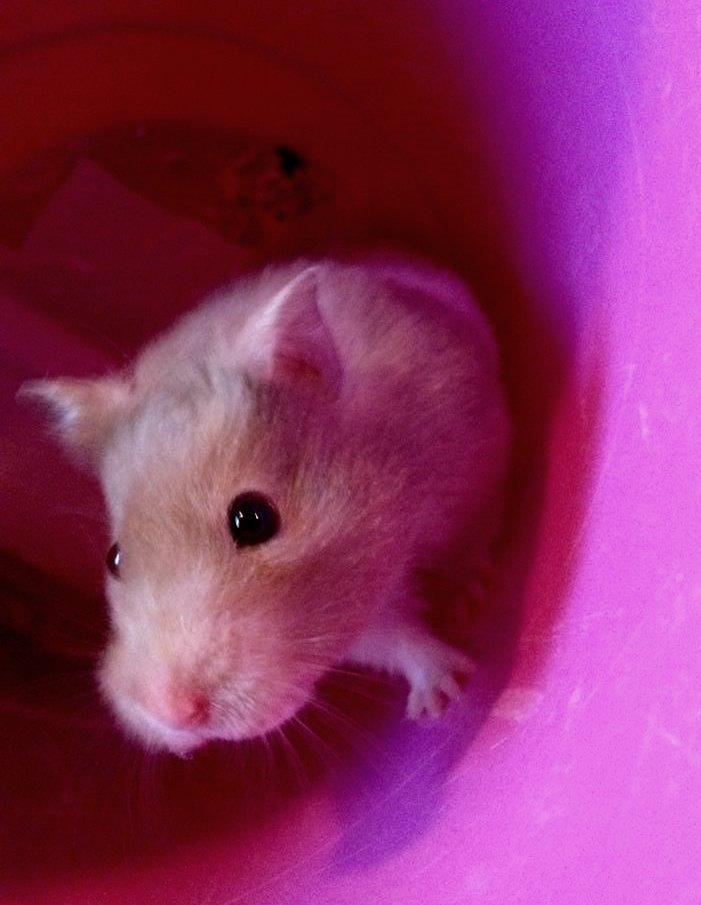 Hamster Mrs. Meatball billede 6