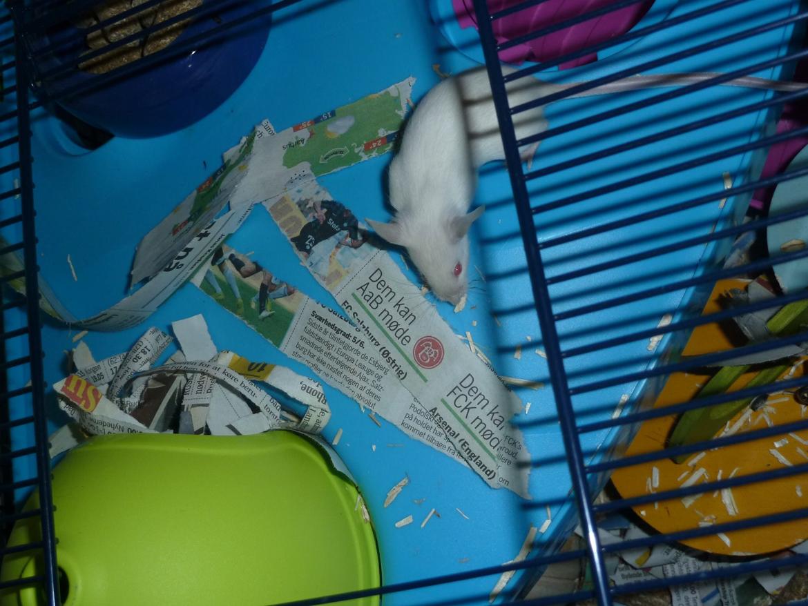 Mus Vejlmus' Ebony [Himmelgnaver] billede 33