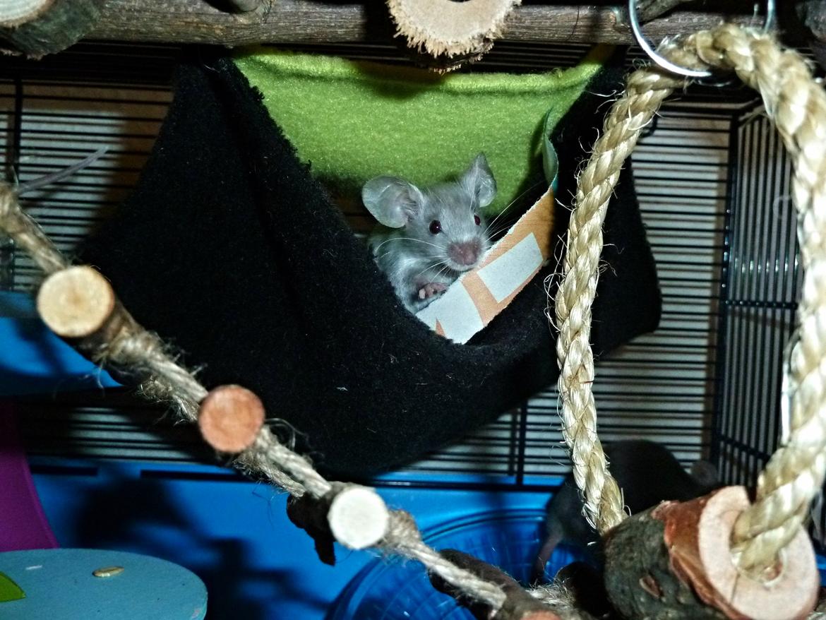 Mus Vejlmus' Ebay [Himmelgnaver] - Var der nogen der sagde hygge? billede 18