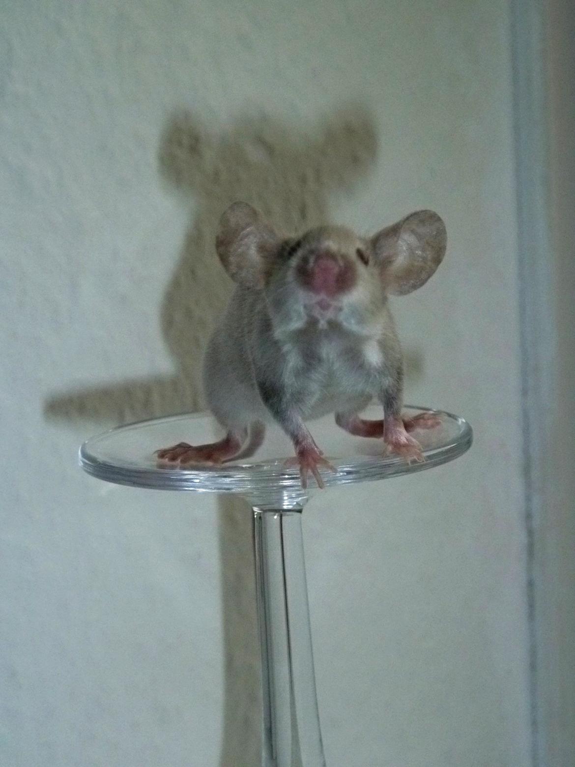 Mus Vejlmus' Ebay [Himmelgnaver] billede 25