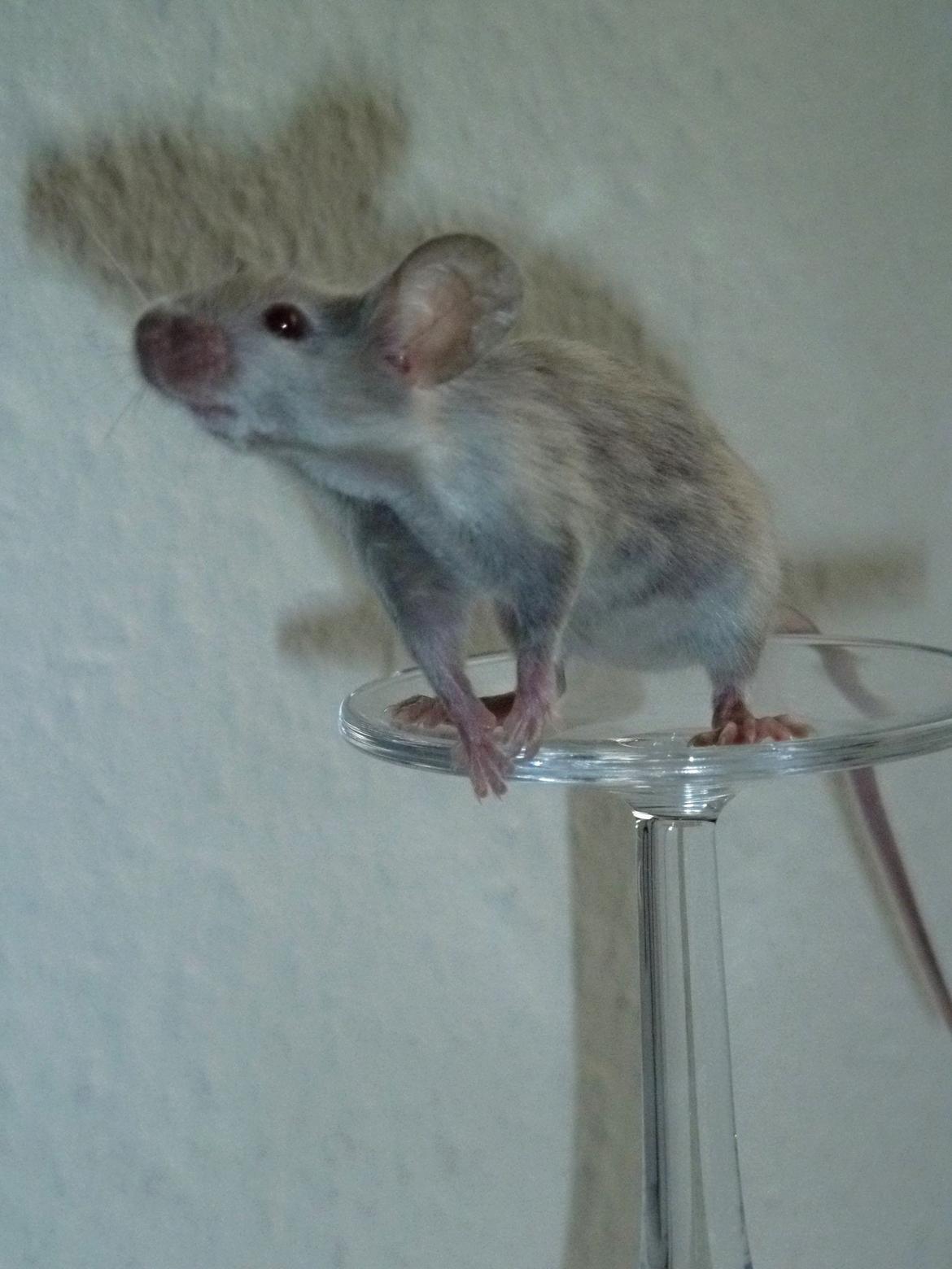 Mus Vejlmus' Ebay [Himmelgnaver] billede 37