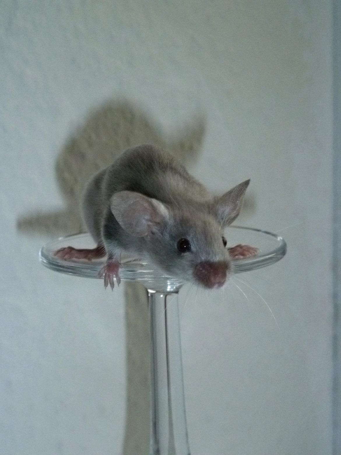 Mus Vejlmus' Ebay [Himmelgnaver] billede 34