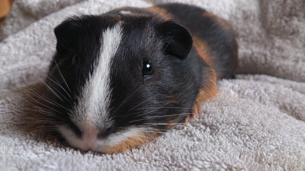 Marsvin Kejser billede 8