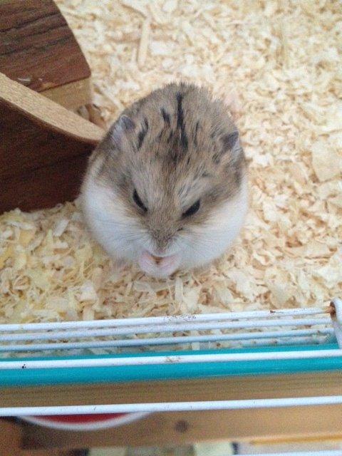 Hamster Bette-Fjeder billede 1