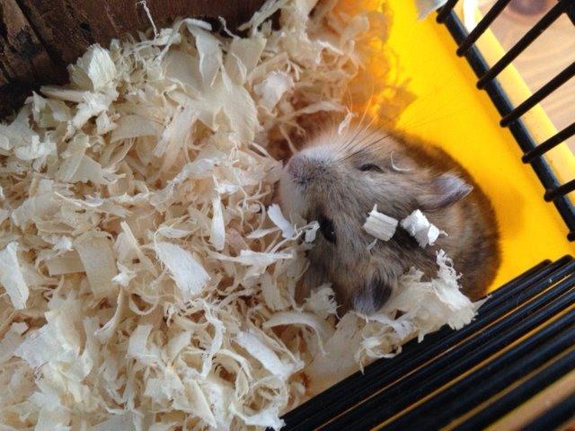 Hamster Bette-Fjeder billede 3