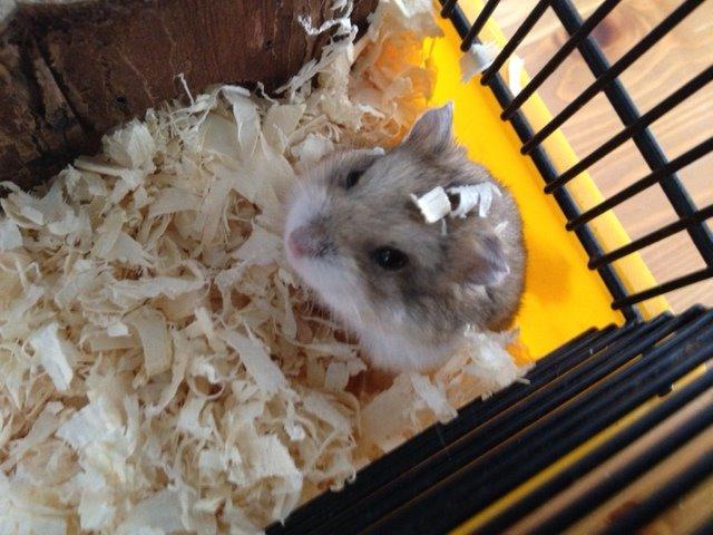 Hamster Bette-Fjeder billede 4