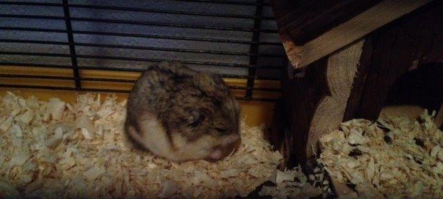 Hamster Bette-Fjeder billede 2