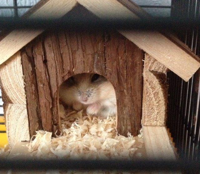 Hamster Bette-Fjeder billede 6