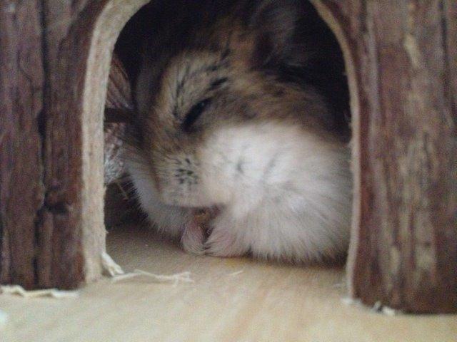 Hamster Bette-Fjeder billede 5