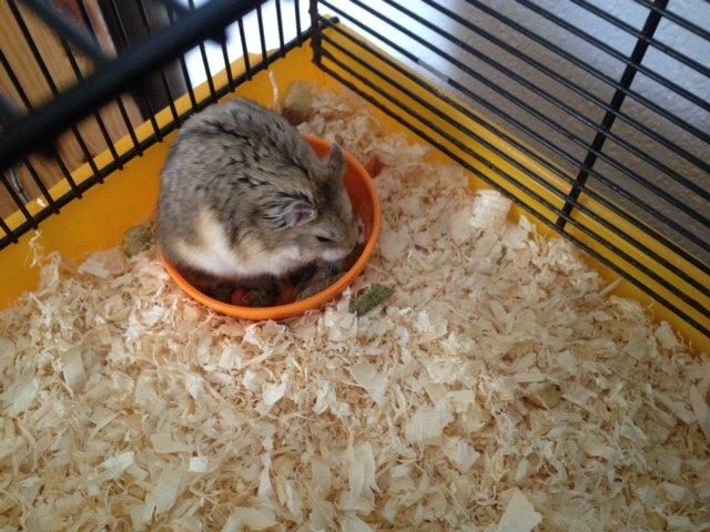 Hamster Bette-Fjeder billede 8