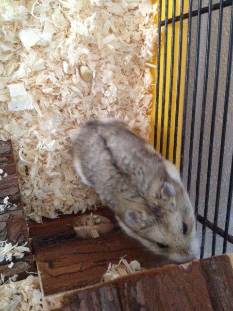 Hamster Bette-Fjeder billede 9