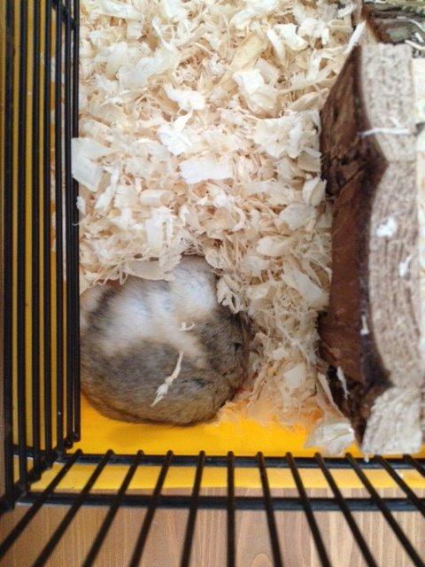 Hamster Bette-Fjeder billede 11