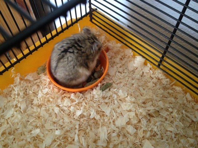 Hamster Bette-Fjeder billede 7