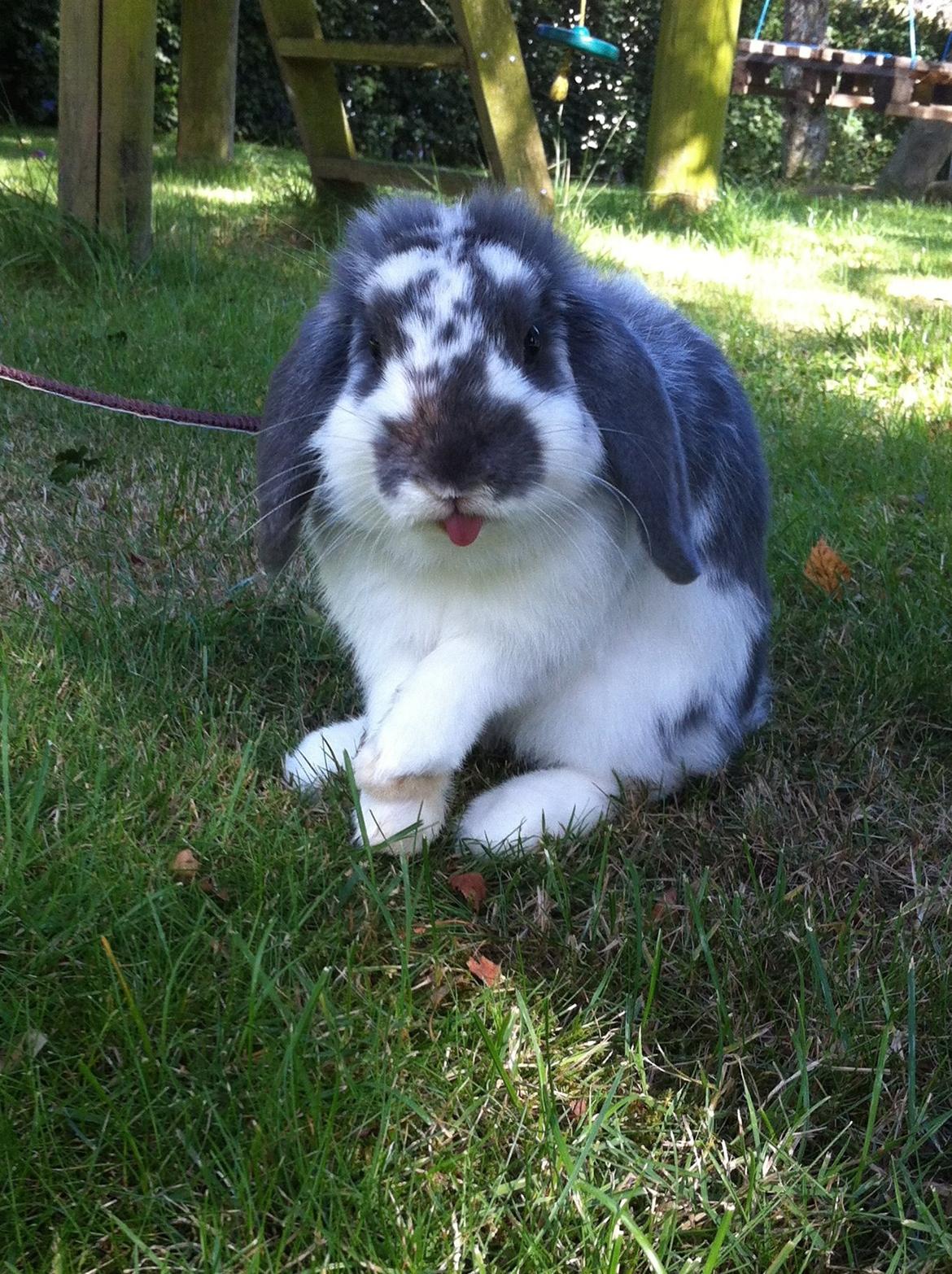 Kanin Wild Blueberry billede 2