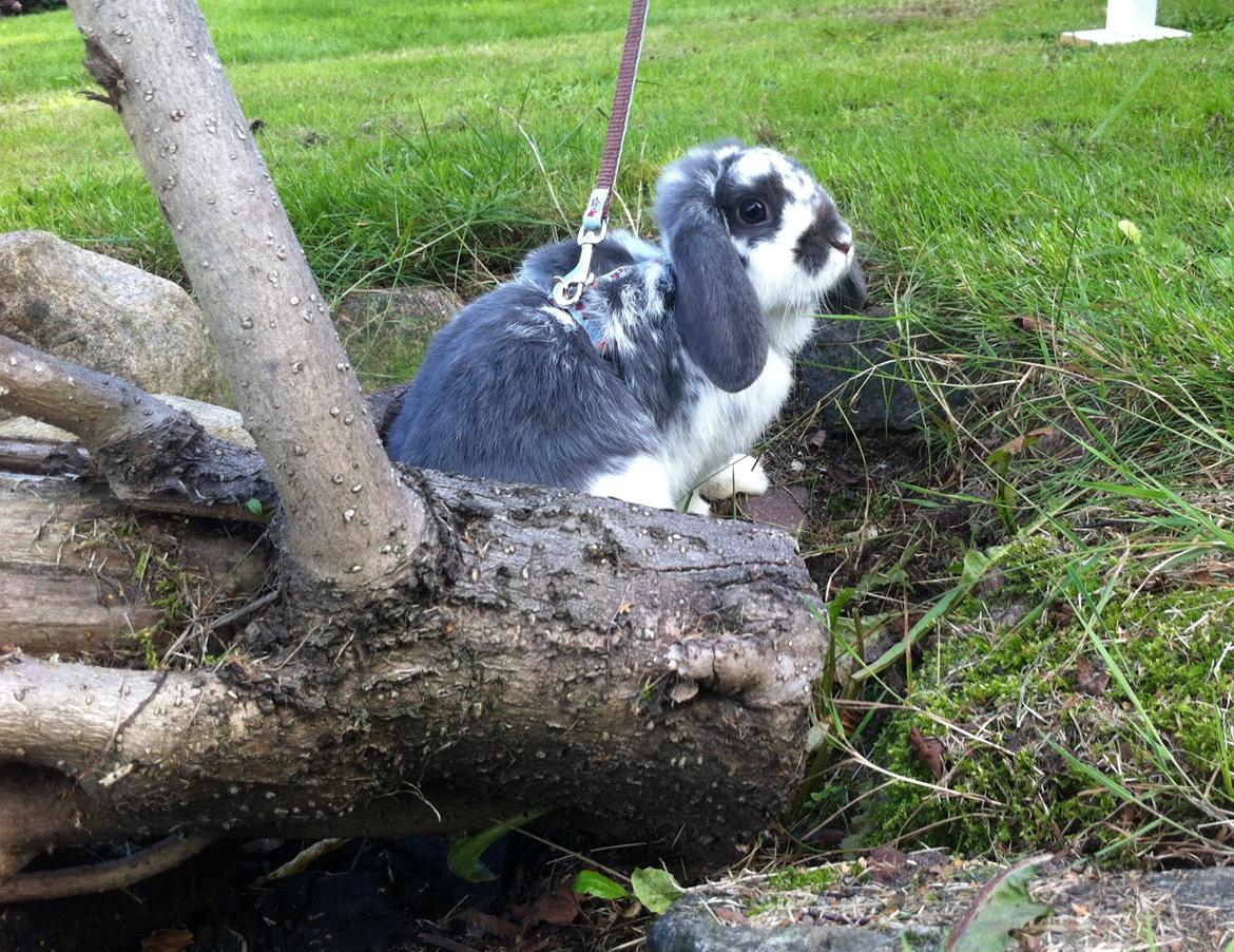 Kanin Wild Blueberry billede 8