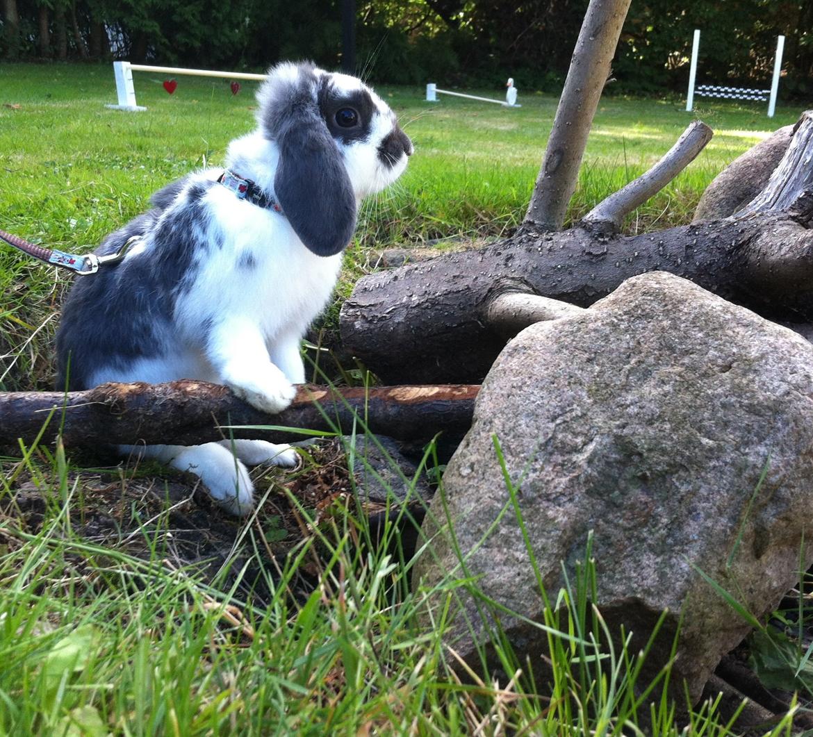 Kanin Wild Blueberry billede 10