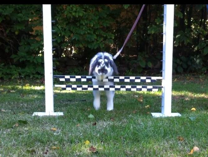 Kanin Wild Blueberry billede 5