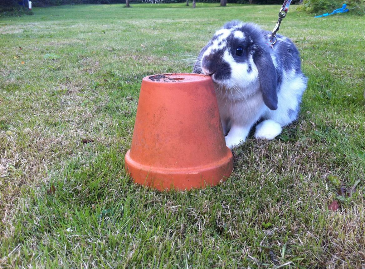 Kanin Wild Blueberry billede 9