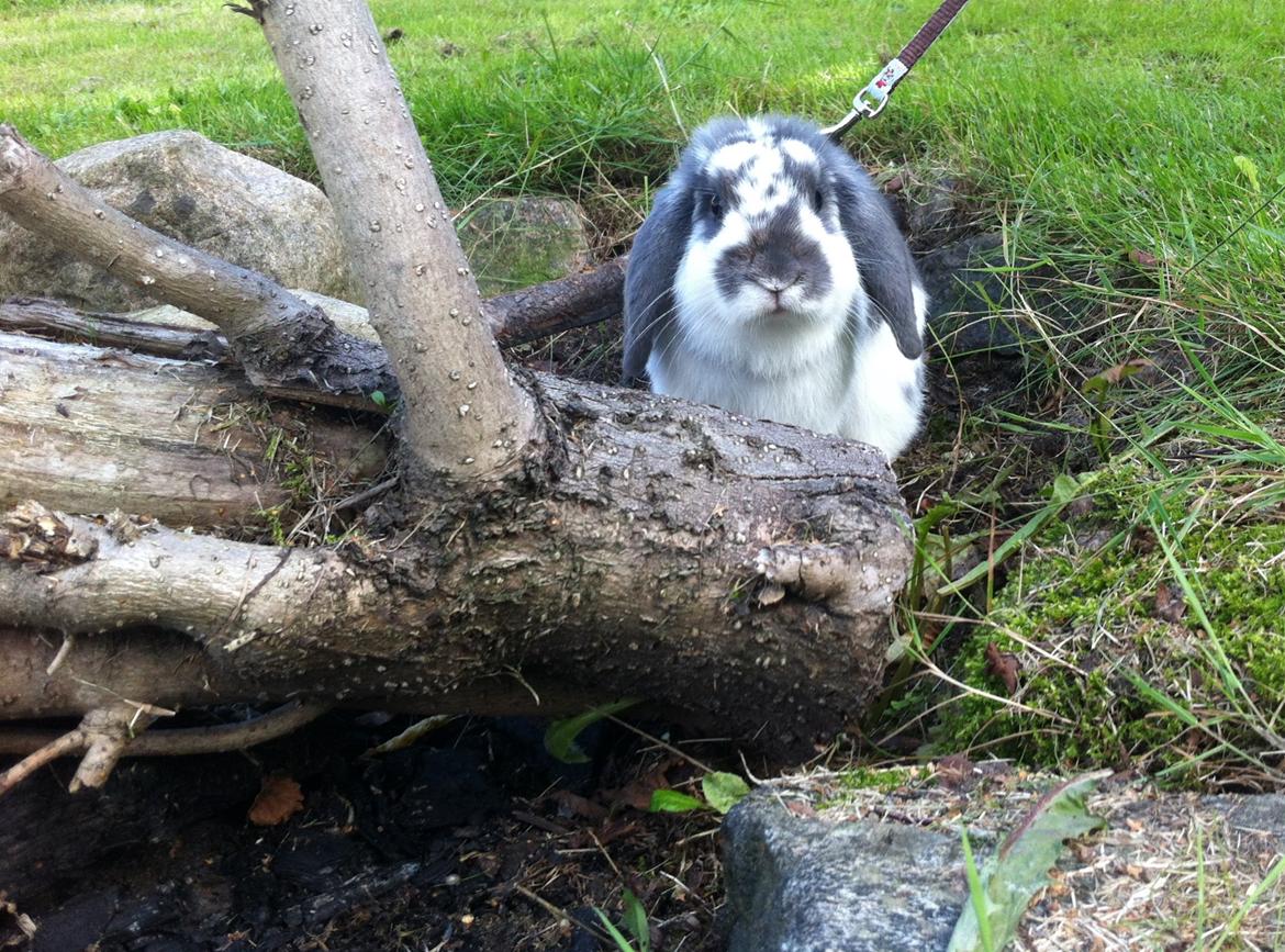 Kanin Wild Blueberry billede 6