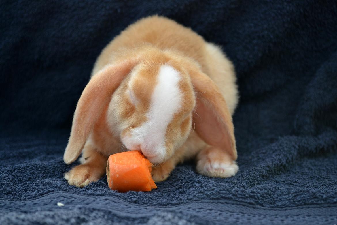 Kanin Ministalds Tellus - 4 dag hjemme billede 8