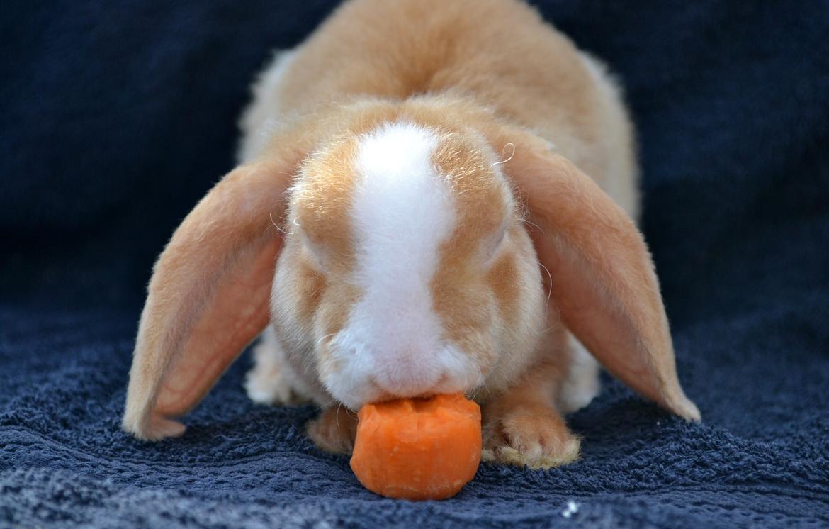 Kanin Ministalds Tellus - 4 dag hjemme billede 10