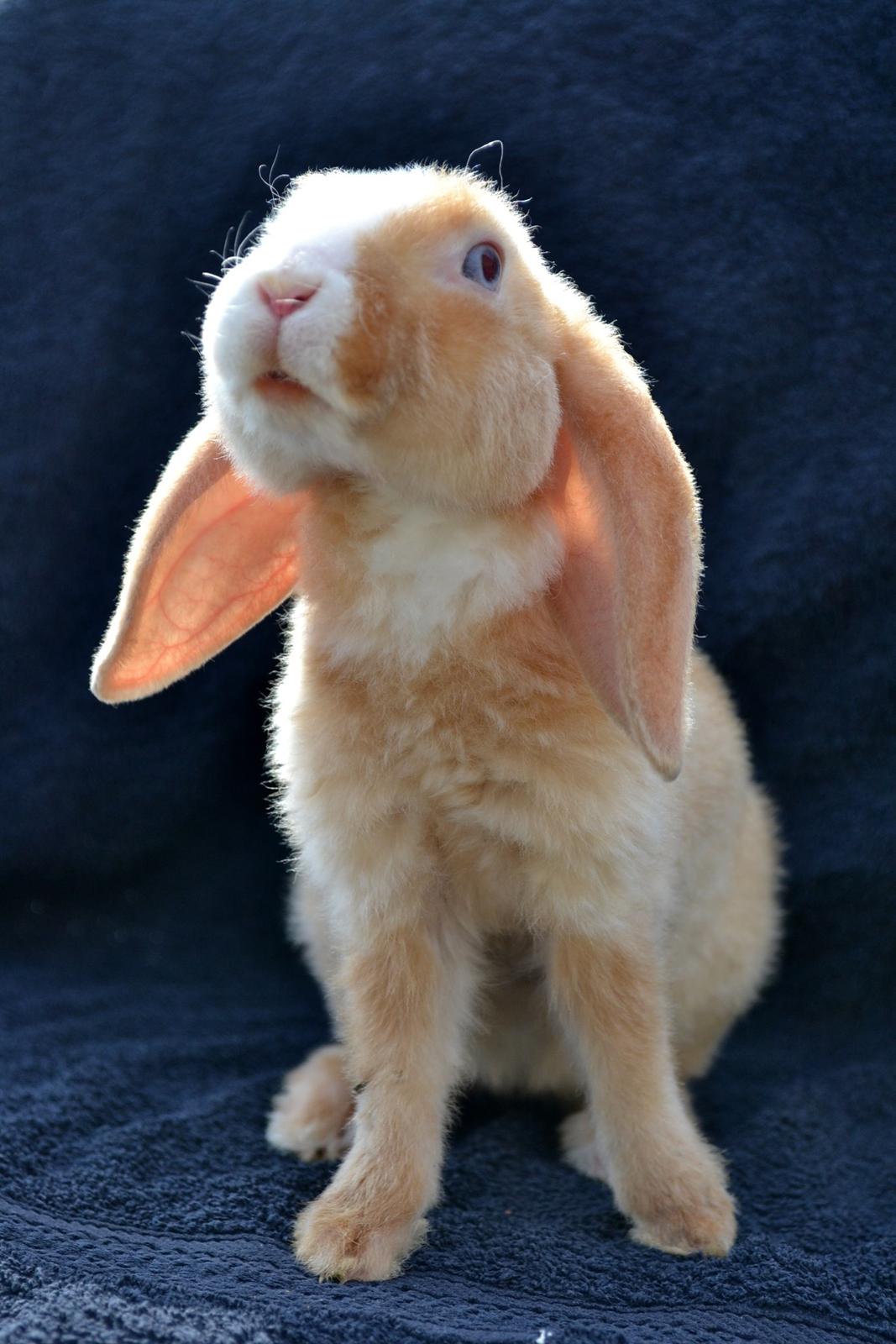 Kanin Ministalds Tellus - 4 dag hjemme billede 12