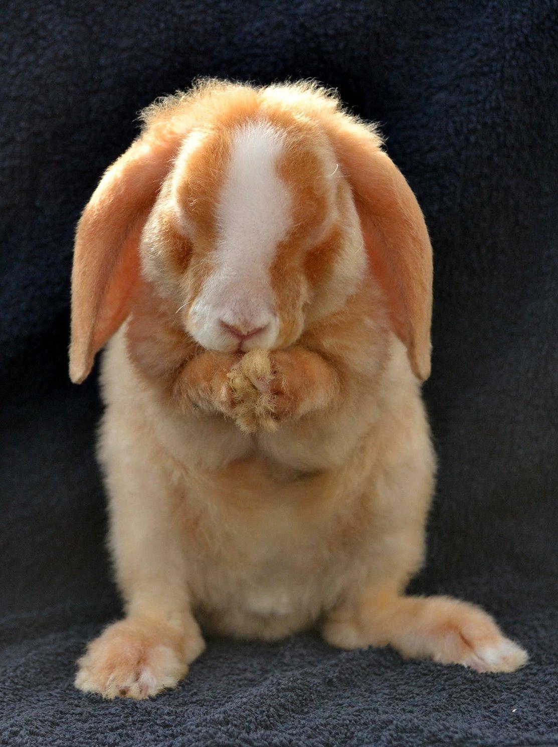 Kanin Ministalds Tellus - 4 dag hjemme billede 3