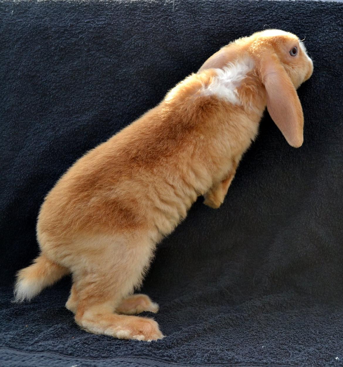 Kanin Ministalds Tellus - 4 dag hjemme billede 6