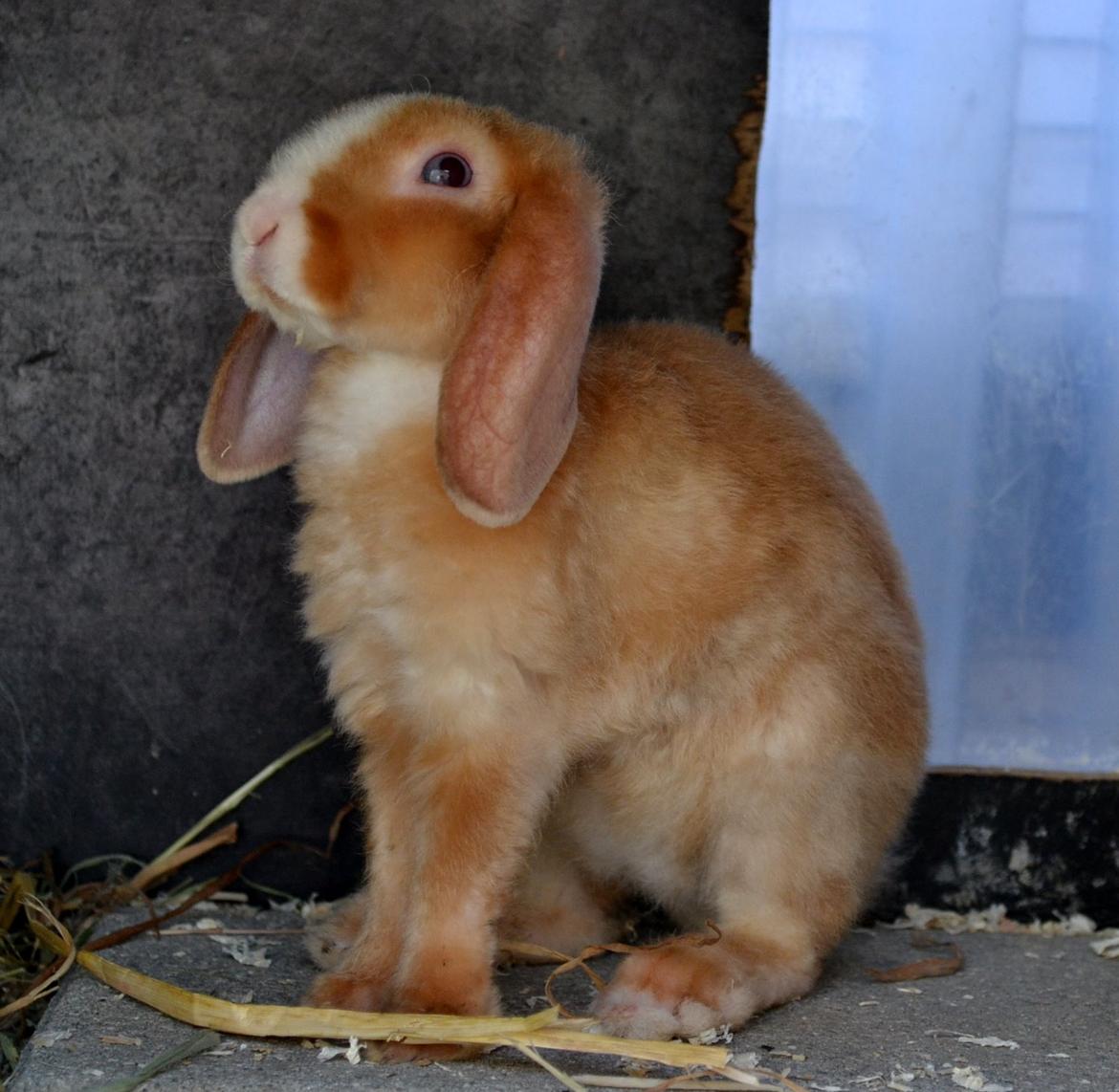 Kanin Ministalds Tellus - 4 dag hjemme i buret billede 14
