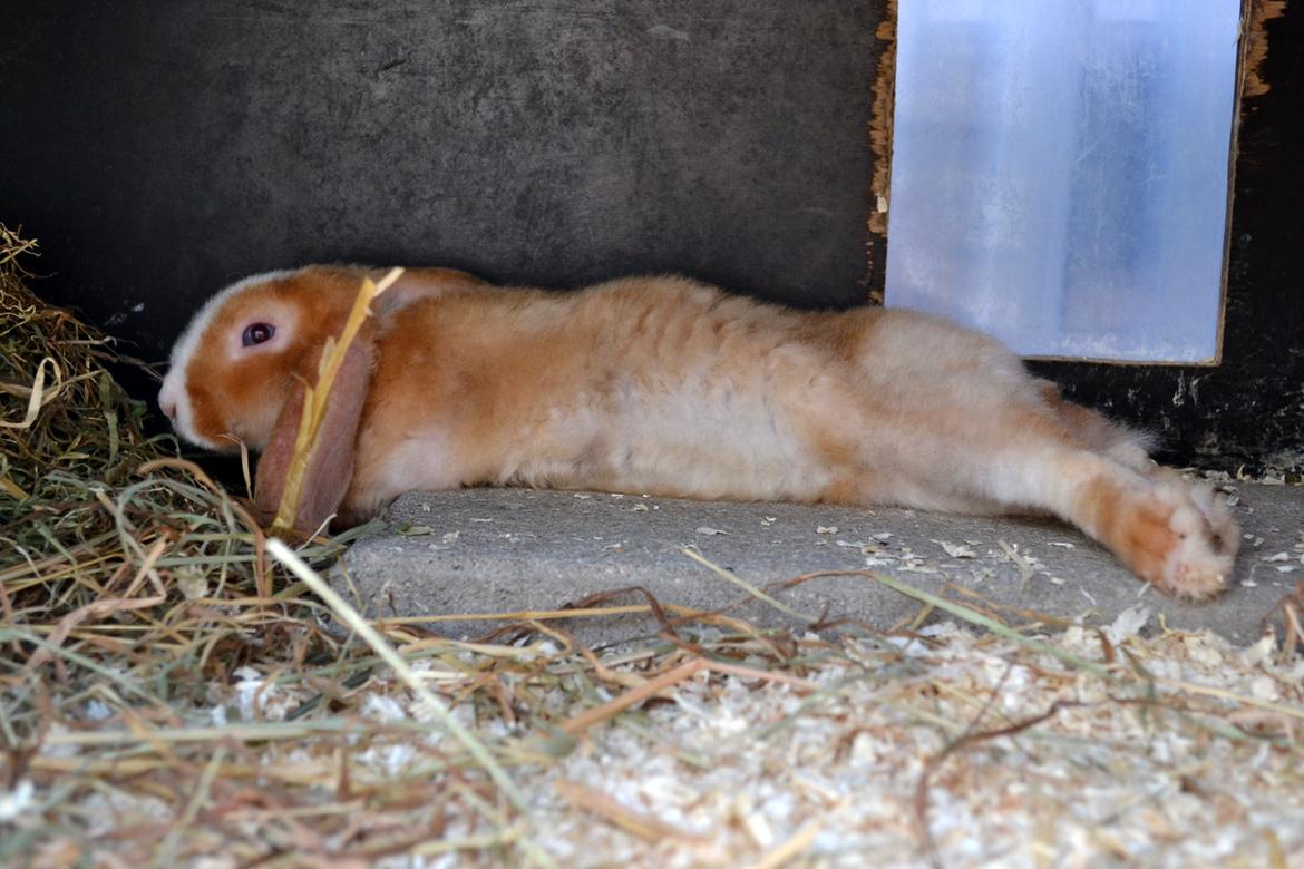 Kanin Ministalds Tellus - 4 dag hjemme billede 4