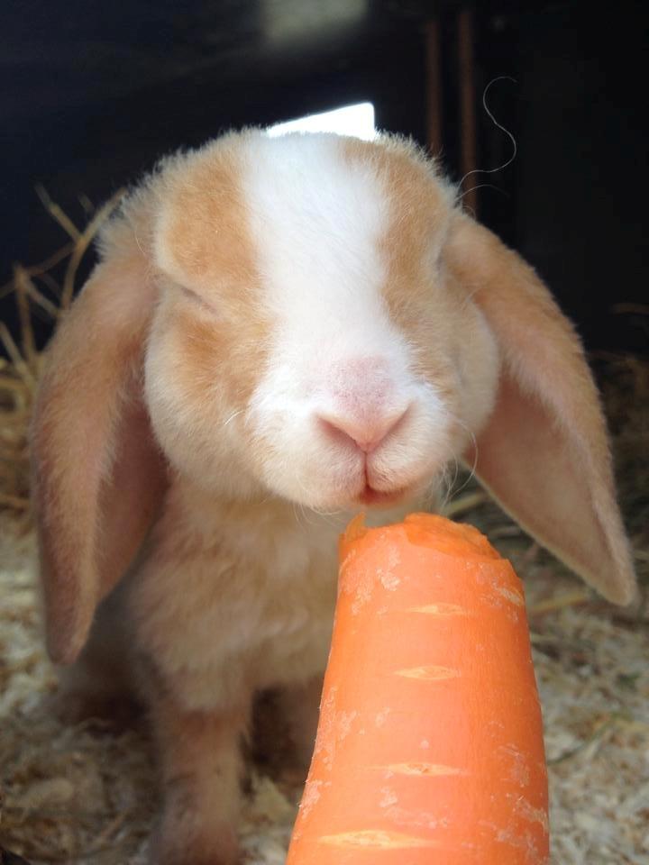 Kanin Ministalds Tellus billede 15