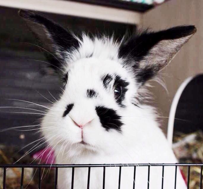 Kanin Skip billede 14