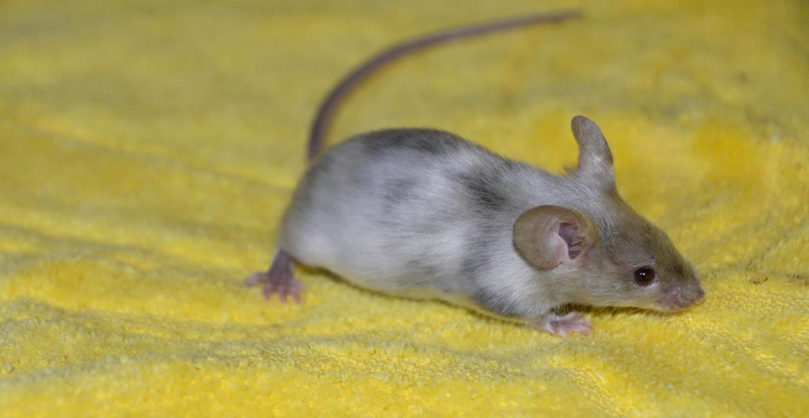 Mus Vejlmus' Ebay [Himmelgnaver] billede 32