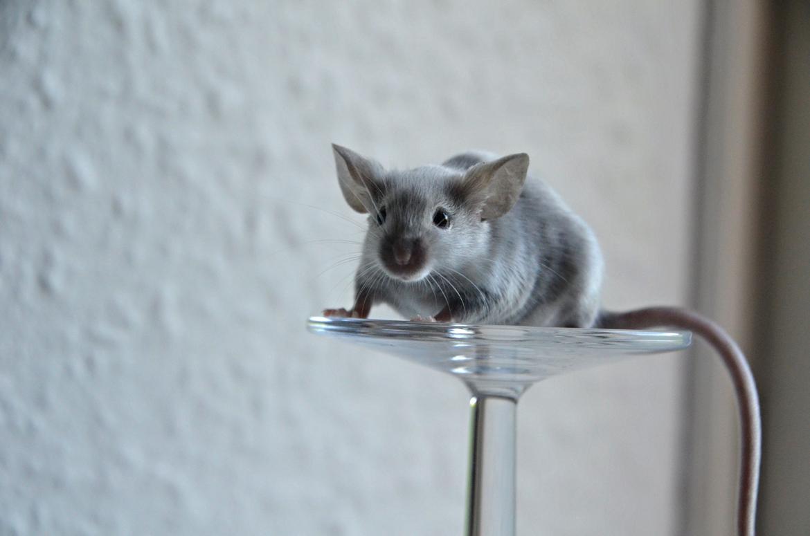 Mus Vejlmus' Ebay [Himmelgnaver] billede 9