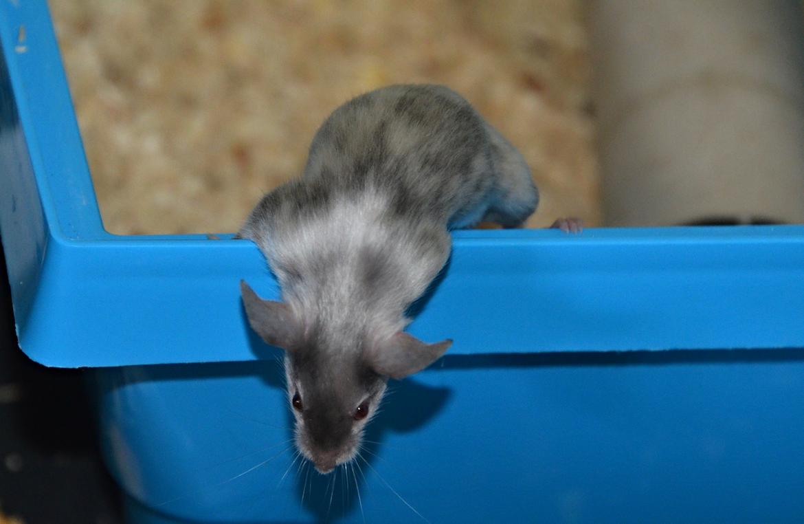 Mus Vejlmus' Ebay [Himmelgnaver] billede 46