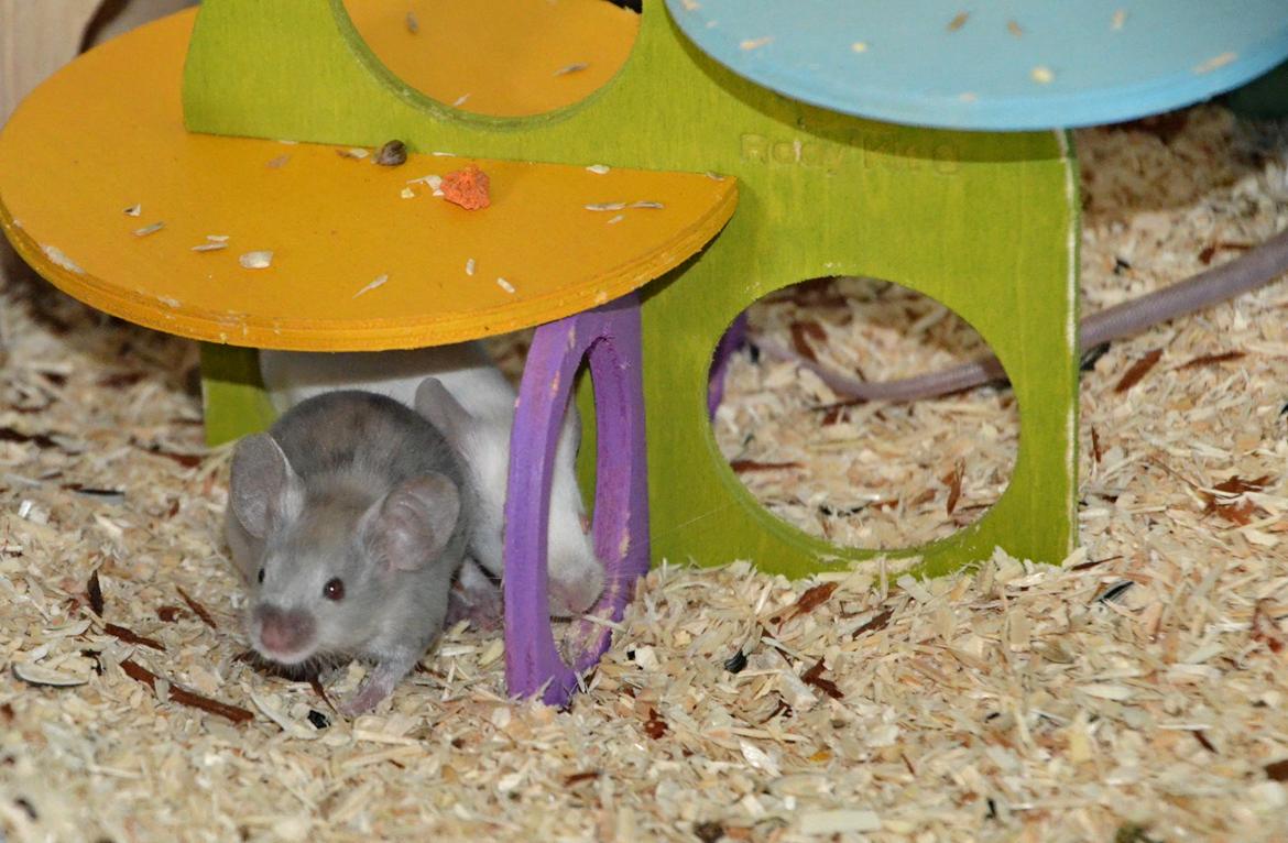 Mus Vejlmus' Ebay [Himmelgnaver] billede 42