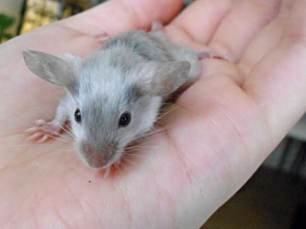 Mus Vejlmus' Ebay [Himmelgnaver] billede 4