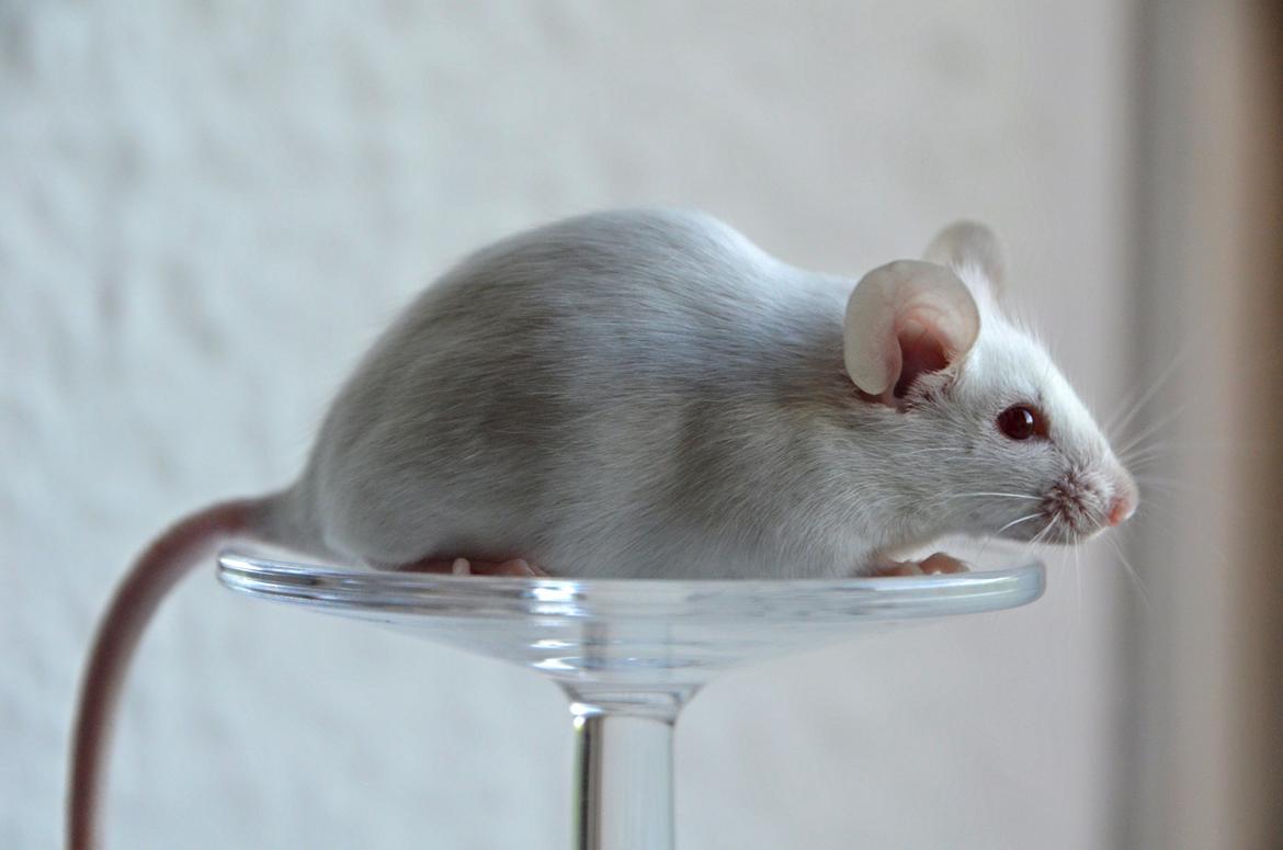 Mus Vejlmus' Ebony [Himmelgnaver] - Smukke pige <3 billede 15