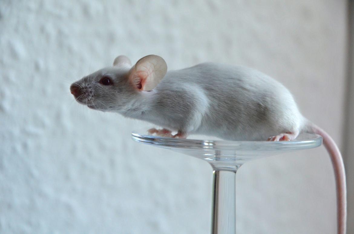 Mus Vejlmus' Ebony [Himmelgnaver] billede 19