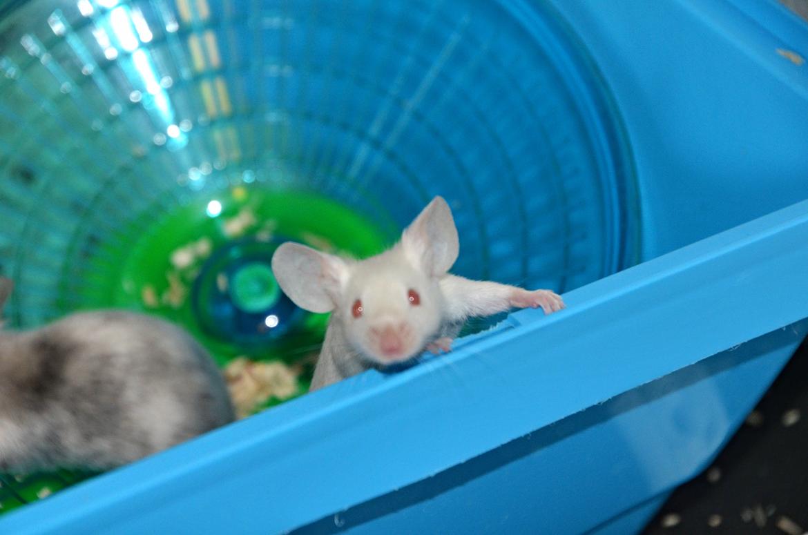 Mus Vejlmus' Ebony [Himmelgnaver] - Jeg ved godt at det er sløret, men hun er så sød på det billede <3 billede 26