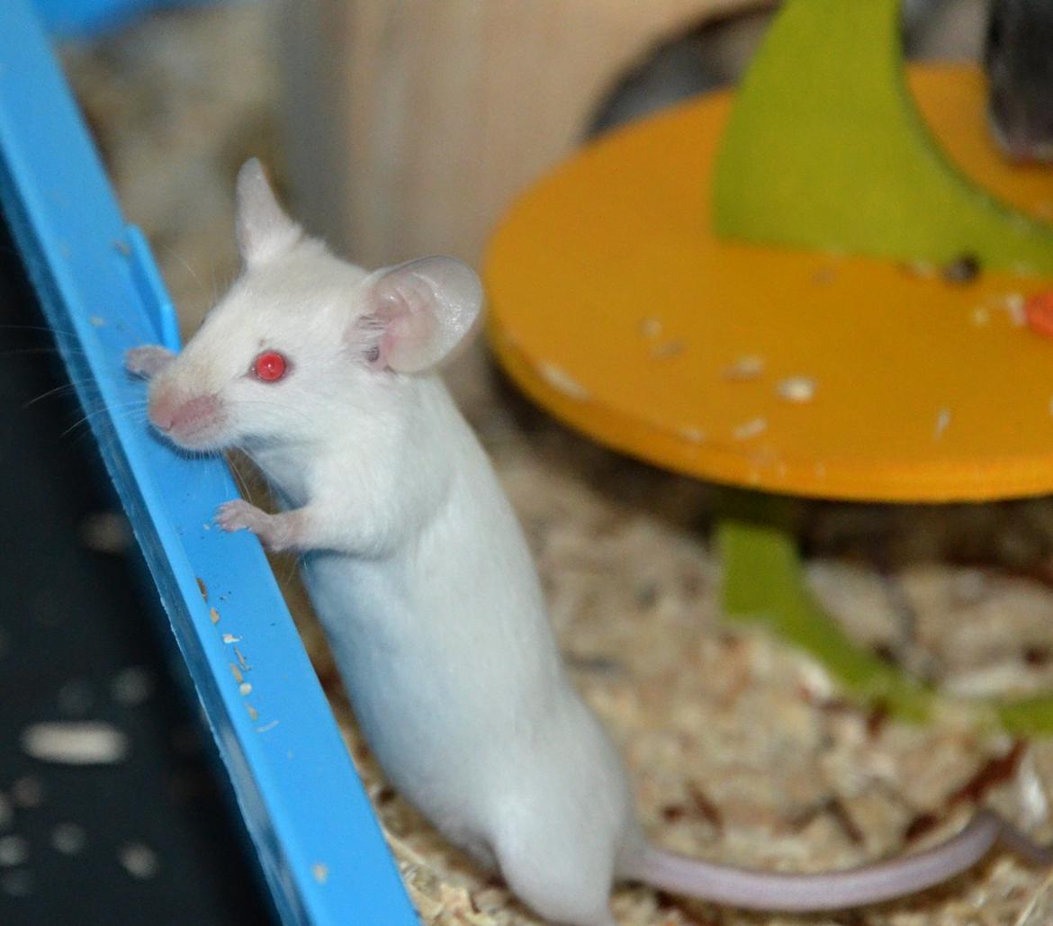 Mus Vejlmus' Ebony [Himmelgnaver] - Man bliver mere og mere modig ^^ billede 36