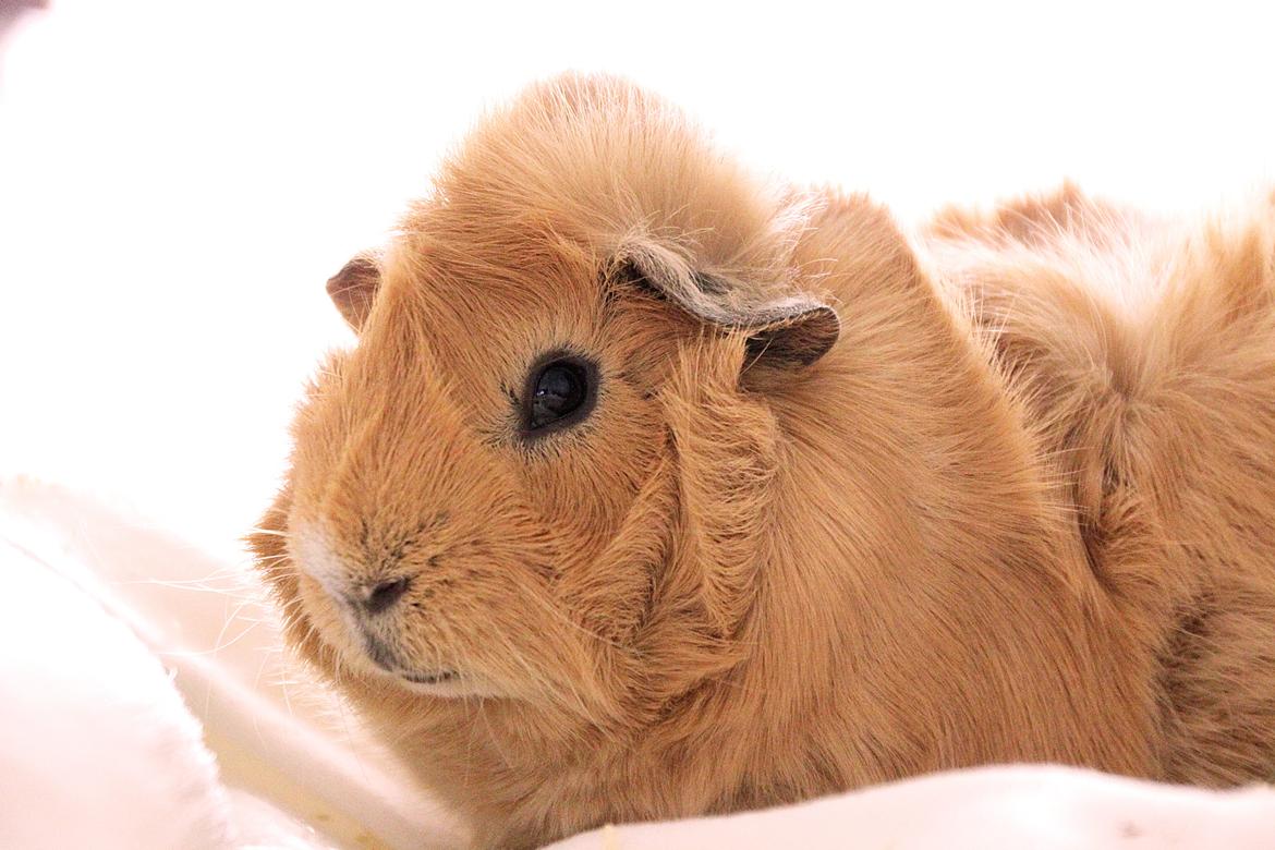 Marsvin Charlie Chicken Nugget billede 2