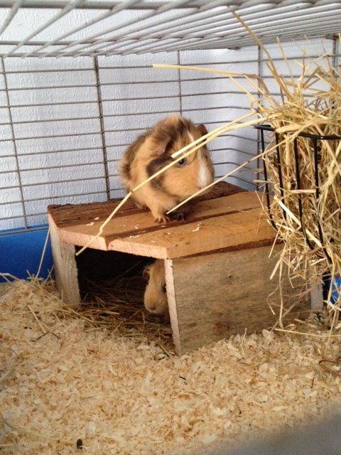 Marsvin Sigurd billede 16