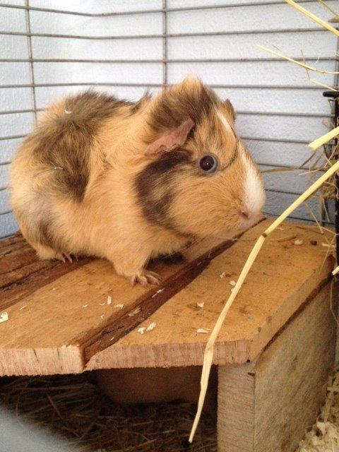 Marsvin Sigurd billede 17