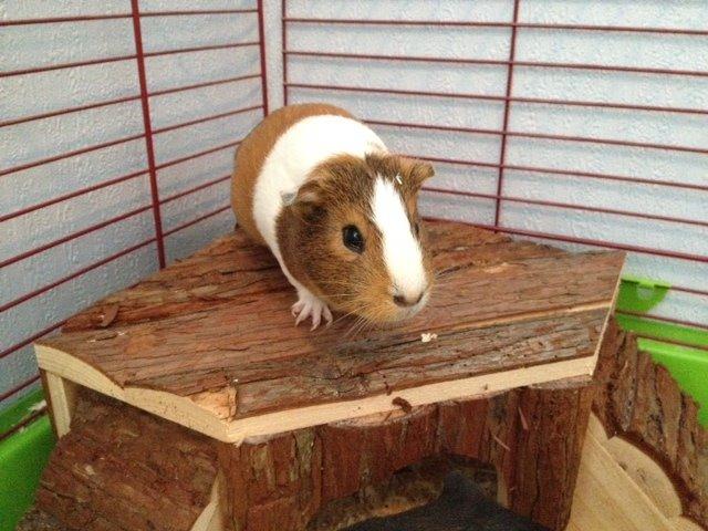 Marsvin Lulu billede 11