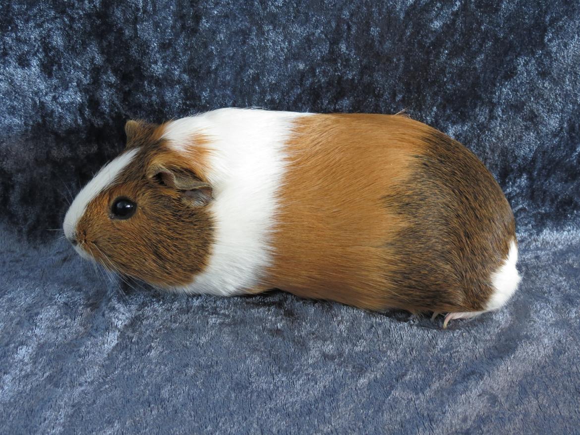 Marsvin Lulu billede 9