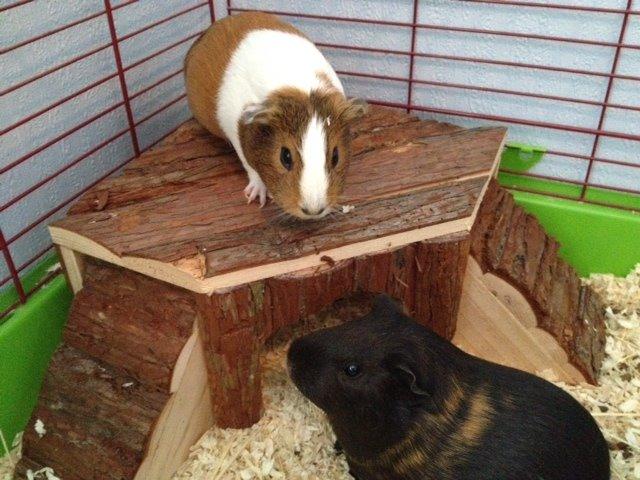 Marsvin Lulu billede 13